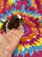 Alfie, a male Shih Tzu for sale in Bedford, IN – 4 of 5