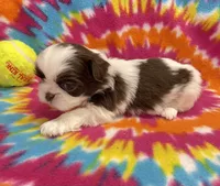 Demi CKC, a female Shih Tzu for sale in Bedford, IN – 4 of 6