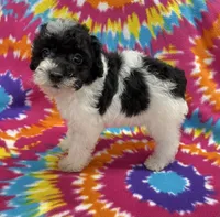 Archie CKC, a female Poodle - Toy  for sale in Bedford, IN – 6 of 6