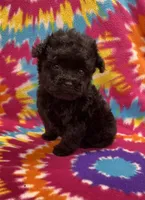 Baxter CKC, a female Poodle - Toy  for sale in Bedford, IN – 5 of 5