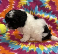 Arlo CKC, a male Shichon for sale in Bedford, IN – 5 of 6