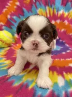 Bean CKC, a female Shih Tzu for sale in Bedford, IN – 5 of 8