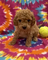 Ziggy mini, a male Miniature Goldendoodle for sale in Bedford, IN – 2 of 5