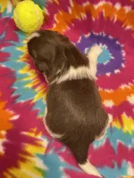 Alfie, a male Shih Tzu for sale in Bedford, IN – 5 of 5