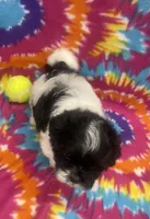 Arlo CKC, a male Shichon for sale in Bedford, IN – 3 of 9