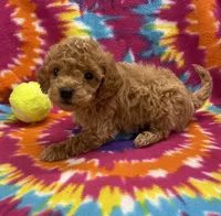 Ziggy mini, a male Miniature Goldendoodle for sale in Bedford, IN – 4 of 5