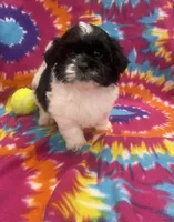 Arlo CKC, a male Shichon for sale in Bedford, IN – 5 of 9
