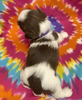 Bean CKC, a female Shih Tzu for sale in Bedford, IN – 8 of 8