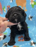 Scout CKC, a male Shihpoo for sale in Bedford, IN – 2 of 6