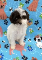 Molly CKC, a female Poodle - Toy  for sale in Bedford, IN – 1 of 3