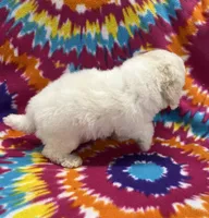Jeanie CKC, a female Poochon for sale in Bedford, IN – 5 of 6