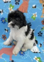 Archie CKC, a female Poodle - Toy  for sale in Bedford, IN – 4 of 4