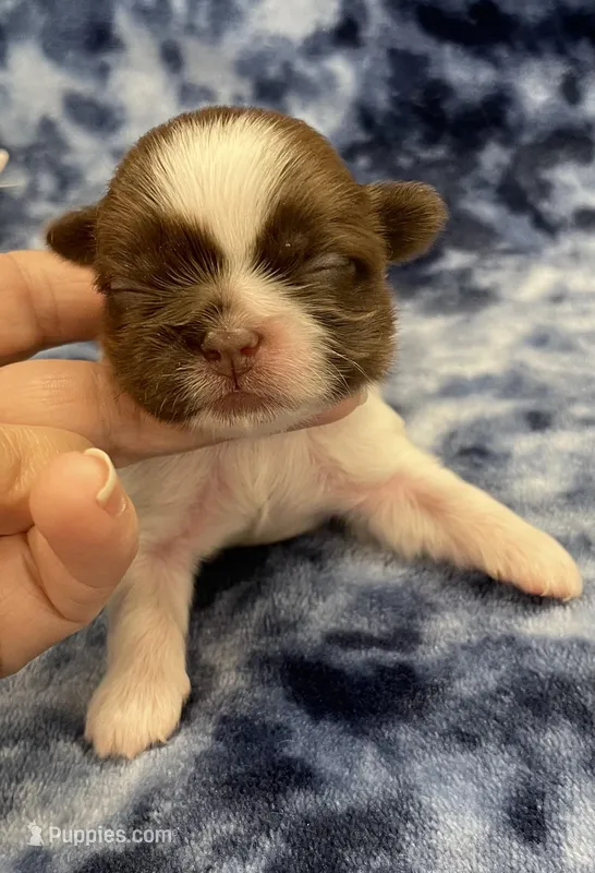 Harper CKC – Shih Tzu puppy for sale in Bedford, IN