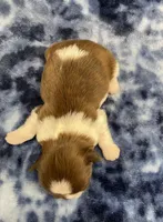 Harper CKC, a female Shih Tzu for sale in Bedford, IN – Photo 9 of 9