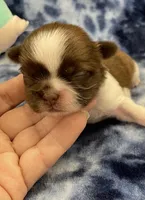 Harper CKC, a female Shih Tzu for sale in Bedford, IN – Photo 5 of 9