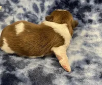 Harper CKC, a female Shih Tzu for sale in Bedford, IN – Photo 3 of 9