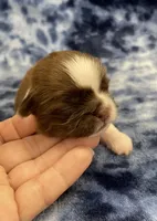 Harper CKC, a female Shih Tzu for sale in Bedford, IN – Photo 7 of 9
