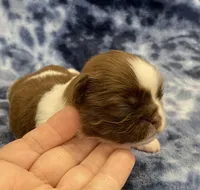 Harper CKC, a female Shih Tzu for sale in Bedford, IN – Photo 6 of 9
