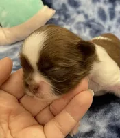 Harper CKC, a female Shih Tzu for sale in Bedford, IN – Photo 2 of 9