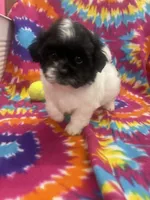Arlo CKC, a male Shichon for sale in Bedford, IN – 6 of 9