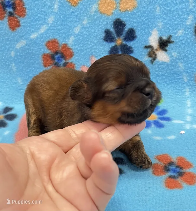Rilee CKC – Shihpoo puppy for sale in Bedford, IN
