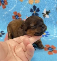 Rilee CKC, a female Shihpoo for sale in Bedford, IN – 1 of 6