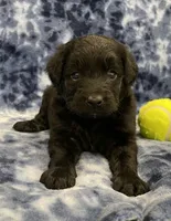 Baloo medium mini, a male Miniature Goldendoodle for sale in Bedford, IN – Photo 3 of 7