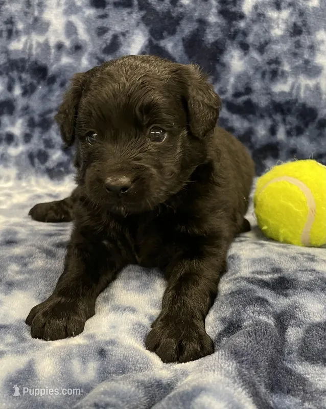 Baloo medium mini – Miniature Goldendoodle puppy for sale in Bedford, IN