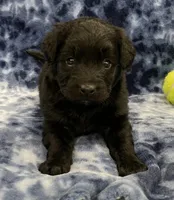 Baloo medium mini, a male Miniature Goldendoodle for sale in Bedford, IN – Photo 2 of 7