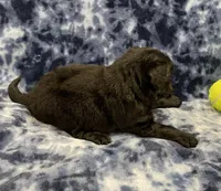 Baloo medium mini, a male Miniature Goldendoodle for sale in Bedford, IN – Photo 6 of 7