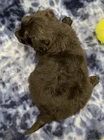 Baloo medium mini, a male Miniature Goldendoodle for sale in Bedford, IN – Photo 7 of 7