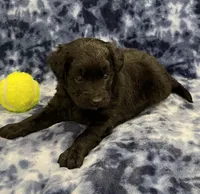 Baloo medium mini, a male Miniature Goldendoodle for sale in Bedford, IN – Photo 4 of 7