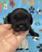 Lola CKC, a female Shihpoo for sale in Bedford, IN – 5 of 6