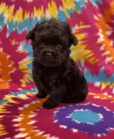 Baxter CKC, a female Poodle - Toy  for sale in Bedford, IN – 3 of 5