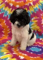 Archie CKC, a female Poodle - Toy  for sale in Bedford, IN – 4 of 6