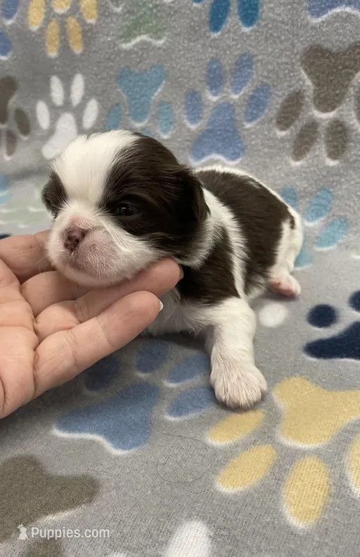 Demi CKC – Shih Tzu puppy for sale in Bedford, IN