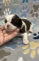 Demi CKC, a female Shih Tzu for sale in Bedford, IN – 1 of 7