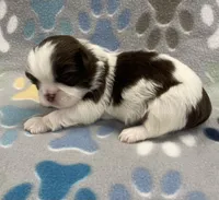 Demi CKC, a female Shih Tzu for sale in Bedford, IN – 4 of 7