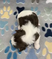 Demi CKC, a female Shih Tzu for sale in Bedford, IN – 7 of 7