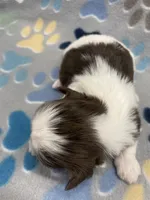 Demi CKC, a female Shih Tzu for sale in Bedford, IN – 2 of 7