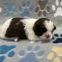 Demi CKC, a female Shih Tzu for sale in Bedford, IN – 5 of 7