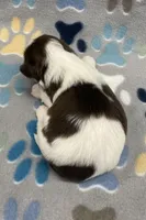 Demi CKC, a female Shih Tzu for sale in Bedford, IN – 6 of 7