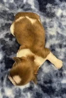 Ozzy CKC, a male Shih Tzu for sale in Bedford, IN – Photo 6 of 7