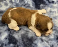 Ozzy CKC, a male Shih Tzu for sale in Bedford, IN – Photo 4 of 7