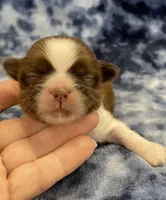 Ozzy CKC, a male Shih Tzu for sale in Bedford, IN – Photo 2 of 7