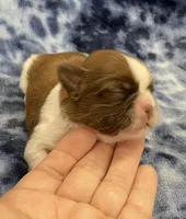 Ozzy CKC, a male Shih Tzu for sale in Bedford, IN – Photo 1 of 7