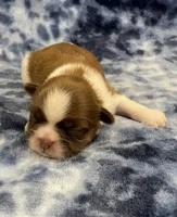 Ozzy CKC, a male Shih Tzu for sale in Bedford, IN – Photo 5 of 7
