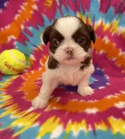 Bean CKC, a female Shih Tzu for sale in Bedford, IN – 3 of 8