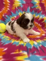Buzz CKC, a male Shih Tzu for sale in Bedford, IN – 3 of 6