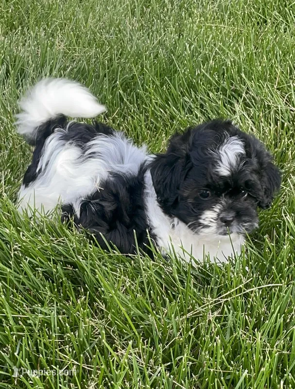 Arlo CKC – Shichon puppy for sale in Bedford, IN